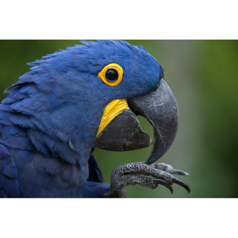 «Belleair Hyacinth Macaw» (Anodorhynchus Hyacinthinus) par - reproduction, L 12 po x H 8 po