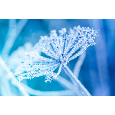 Ice Covered Plant Close Up by 5ugarless - Wrapped Canvas Print