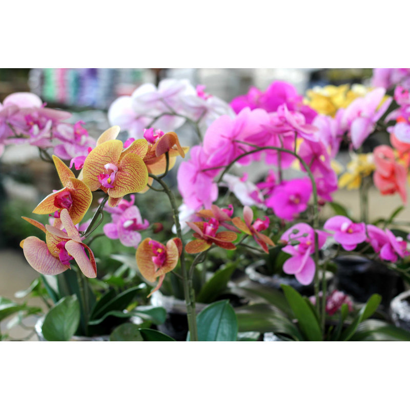 Vue de belles orchidées - photographie sur toile tendue, L 30 po x H 20 po