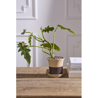 Pot avec soucoupe Rowen 5 po x 5,25 po