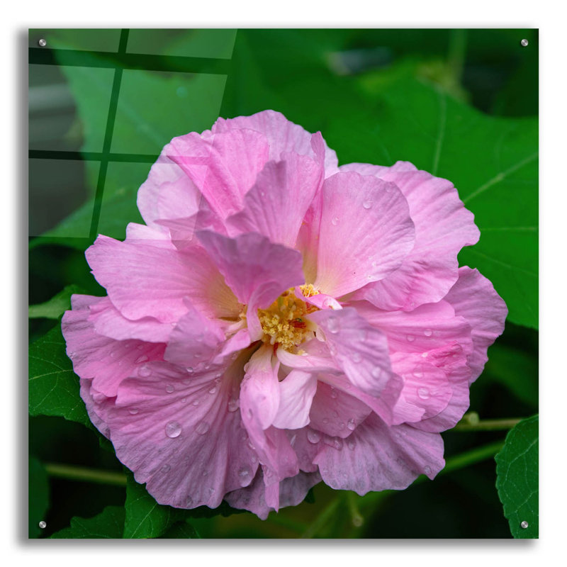 'Flower' by Epic Portfolio, Acrylic Glass Wall Art, 36" H x 36" W x 0.2" D