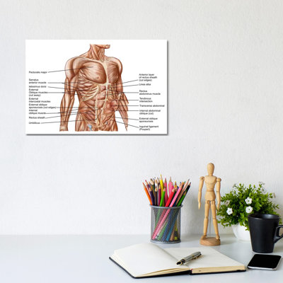 " Anatomy Of Human Abdominal Muscles " by Stocktrek Images