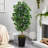 Faux Ficus Tree in Clay Planter-620887590-620887591