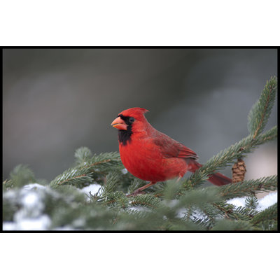 Gabryel Cardinal on Pine Tree - Photographie sur toile tendue