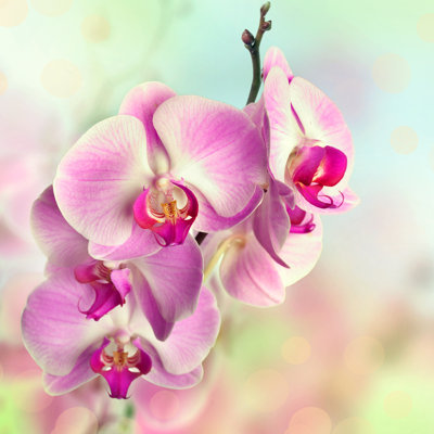 Pink Orchid Flowers by Svetlana Moon - Wrapped Canvas Print
