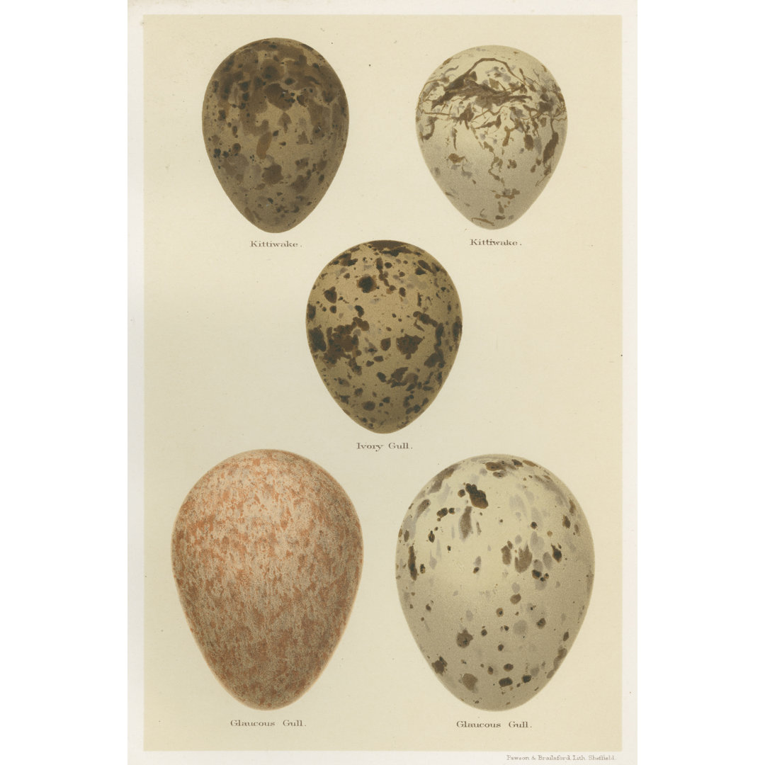 " Antique Bird Egg Study IV " by Henry Seebohm Painting Print Gracie Oaks 