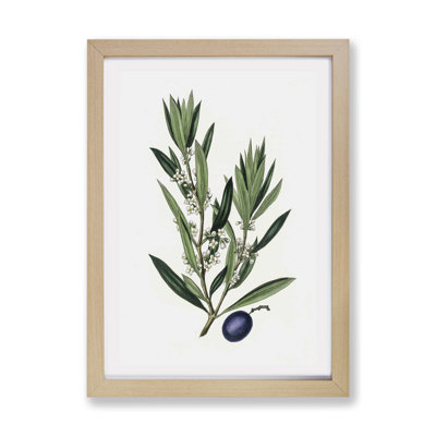 Olive Tree Flowers Illustration - Framed Print