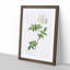 White Collina Rose by Pierre-Joseph Redoute - Picture Frame Art Prints-55612792-55612794