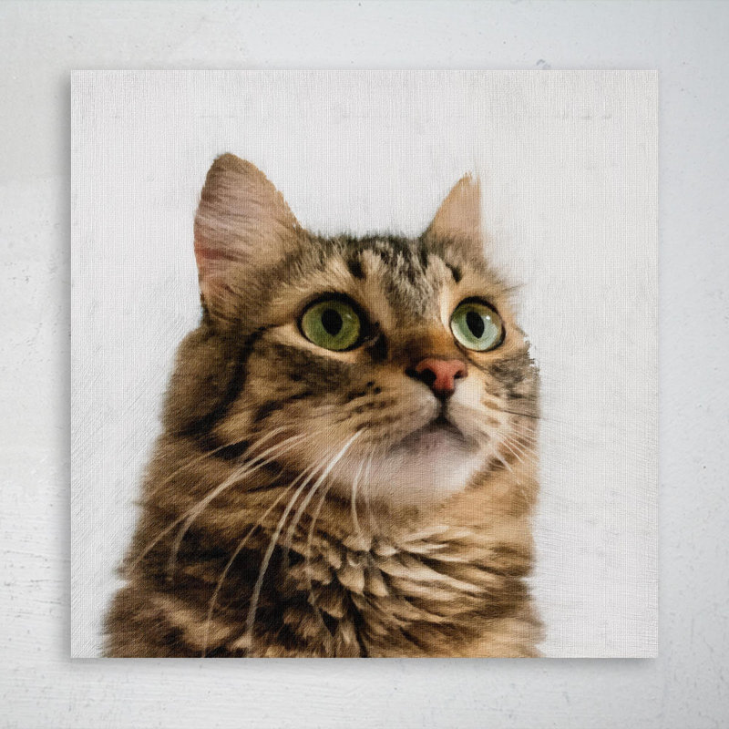 Chat tigré brun sur fond blanc - Impression sur toile tendue carrée 1 pièce, H 32 po x l 32 po