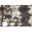Cerisier en fleurs avec lumières DEL-1008177237-1008177226