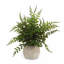 Ensemble de 3 plantes fougères en pot
