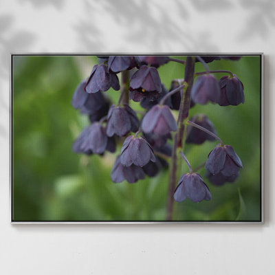 Aubergine, reproduction d'art sur toile