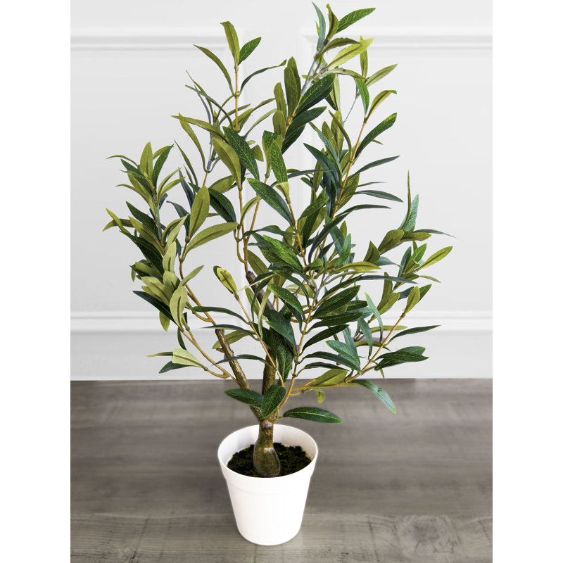 Table Top Olive Tree