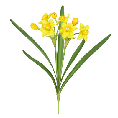 Tulipes