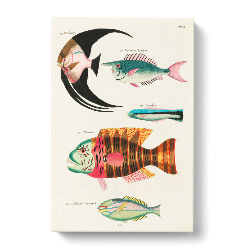 East Indies Fish Illustrations Fol. 24 by Jean Bernard - Wrapped Canvas Painting, 50cm H x 35cm W x 3cm D