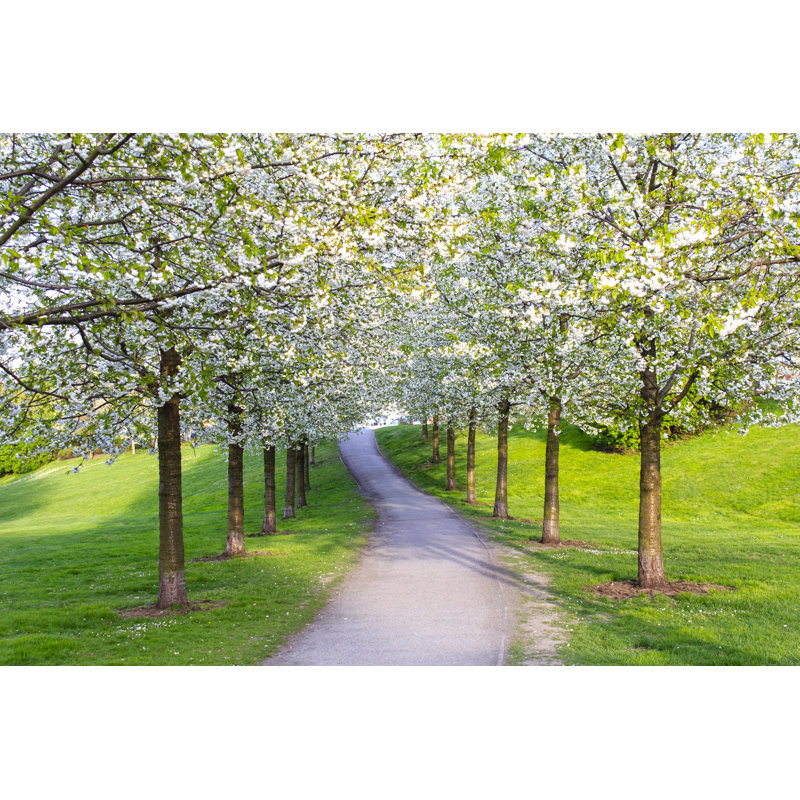 Cherry Blossom Alleyway - Wrapped Canvas Print, 51cm H x 76cm W x 3.8cm D