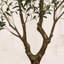 Faux Asotin with Realistic Branches,Leaves & Fruits, Artificial Asotins for Home Decor-1374190442