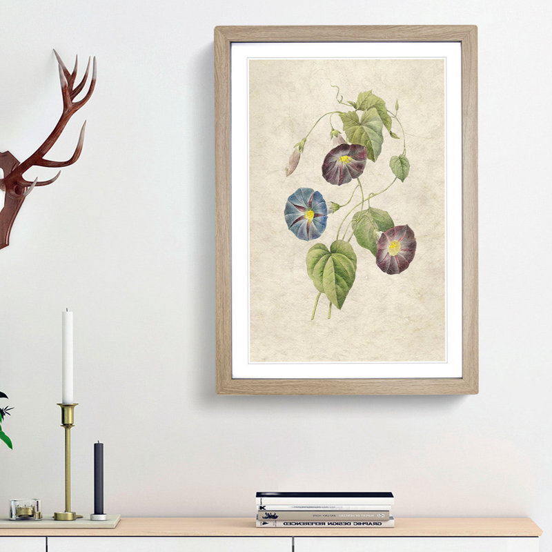 Morning Glory Flowers by Pierre-Joseph Redoute - Picture Frame Painting Print, Oak Framed, 48cm H x 36cm W x 2cm D