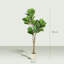 150cm Plant