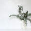 Bouquet de buissons d'eucalyptus