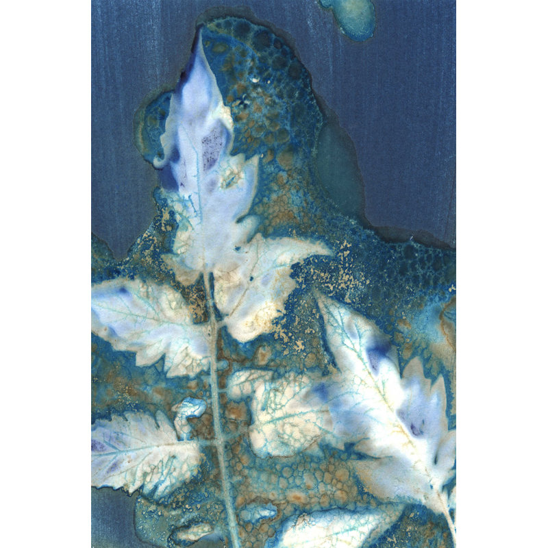 Feuilles cyanogènes II, H 18 po x l 12 po x P 1,25 po