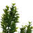 2'' Mixed Plant