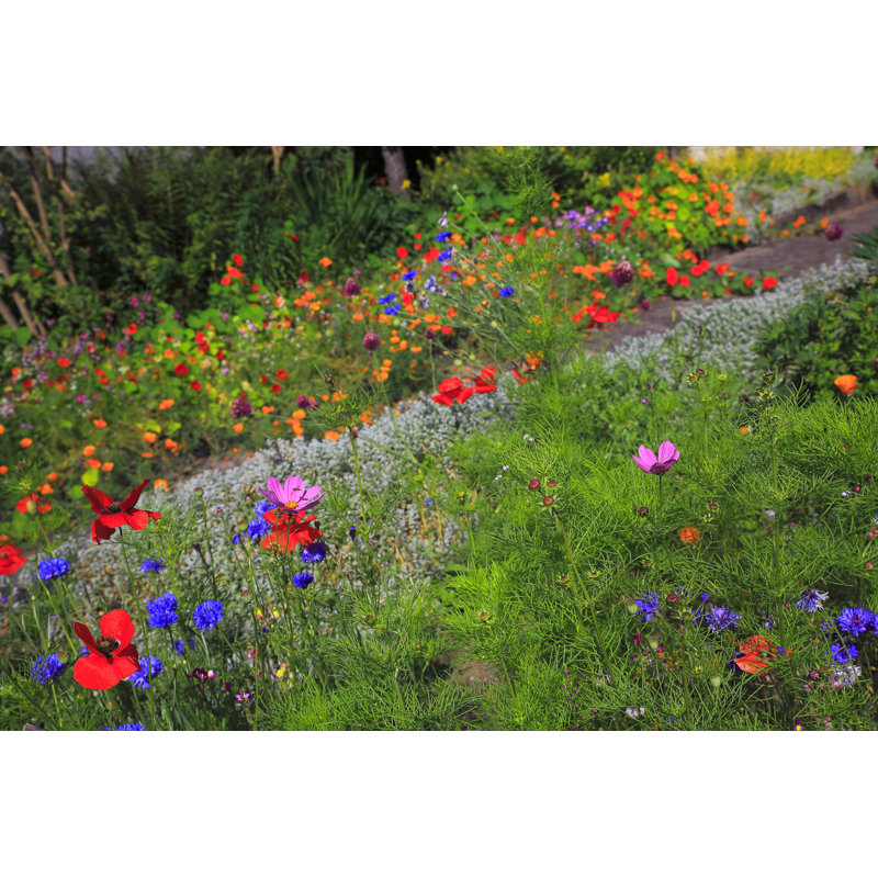 Fleurs colorées et lumineuses par Agustavop, H 32 po x l 48 po