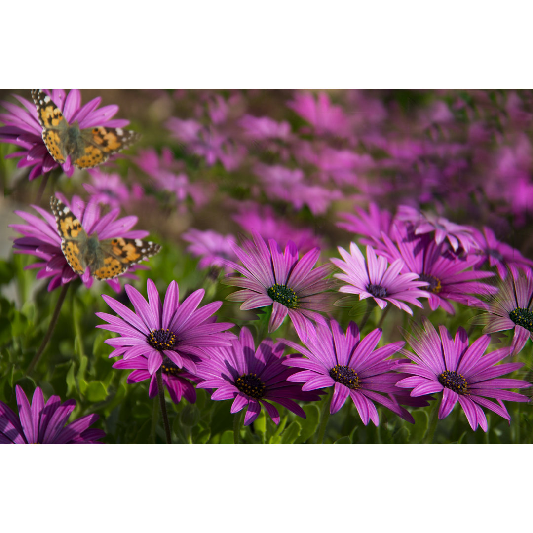 Leinwandbild Pearl Border Fritillary Butterfly und Aster Bloom von Sultan Cicekgil