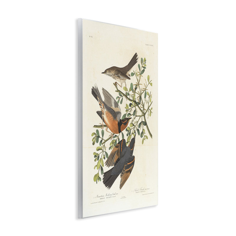 «Classic Audubon Bird Study Wall Art» par one1000paintings, H 19 po x l 13 po