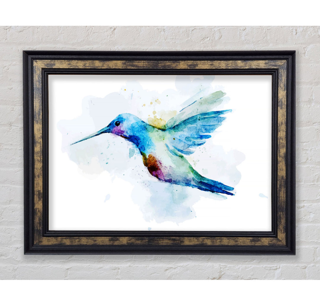 Hummingbird Splash Gerahmter Druck