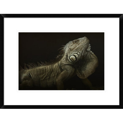 " Iguana Profile " by Aleksandar Milosavljevic