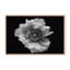 Nature Inspired Poppy in Mono by  - Picture Frame Photograph on Paper-81388143-131284592-131291955