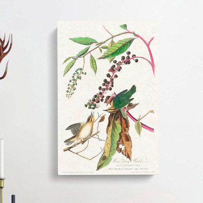 Two Warbler Birds by John Audubon - Wrapped Canvas Painting