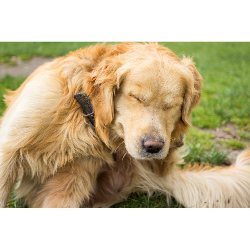 Adulte Golden Retriever sur toile par Neonci, photographie, H 8 po x l 12 po x P 1,25 po