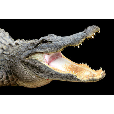 Alligator With Mouth Open by Nan104 - Wrapped Canvas Print