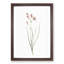 Amaryllis Flowers by Pierre-Joseph Redoute - Single Picture Frame Painting-55544746-55544745