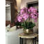 Orchidée Roberi dans un pot à fleurs-96223304