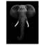 «Portrait d'un éléphant d'Afrique en noir et blanc, photographie d'art mural éléphant-29548079