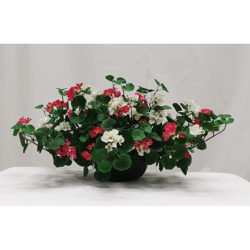Geranium Hanging Basket