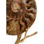 Ammonoidea Figurine-64436097
