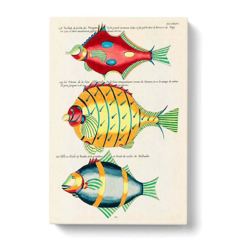 East Indies Fish Illustrations XLI by Louis Renard - Wrapped Canvas, 60cm H x 40cm W x 3cm D