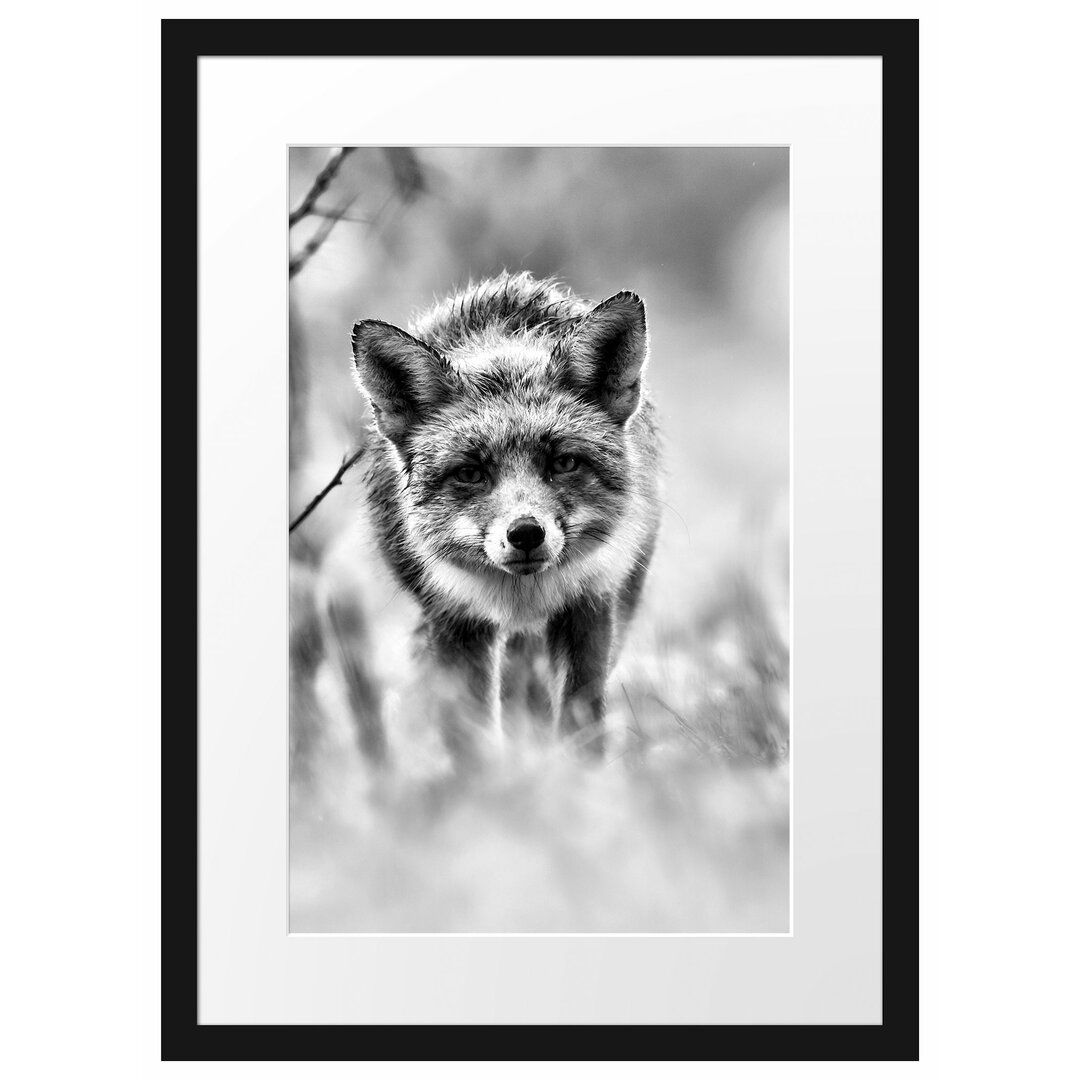 Gerahmtes Poster Schleichender Fuchs