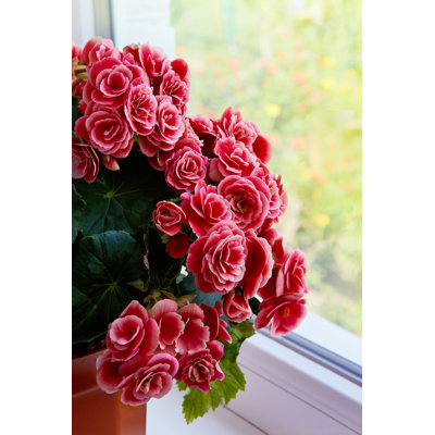 " Begonia In A Pot "
