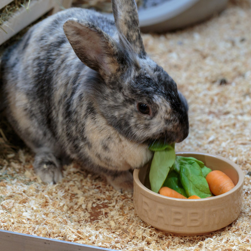 Mason Cash: bol à lapin Cane - 5,2 po, 13,5 oz - plat brun clair pour nourriture et eau, grès céramique durable, va au micro-ondes et au lave-vaisselle, alimentation pour animaux de compagnie-hydratation