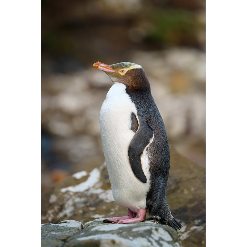 Yellow-Eyed Penguin - Wrapped Canvas Print, 51cm H x 76cm W