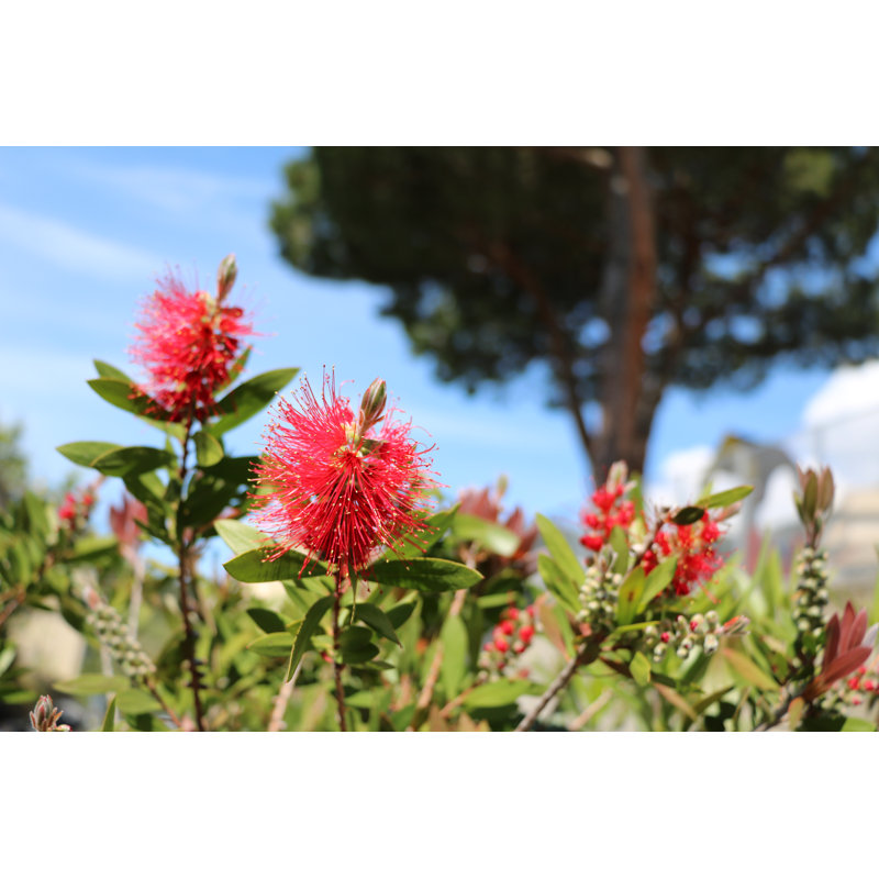 Fleurs embouteillées - Photographie sur toile, H 32 po x l 48 po
