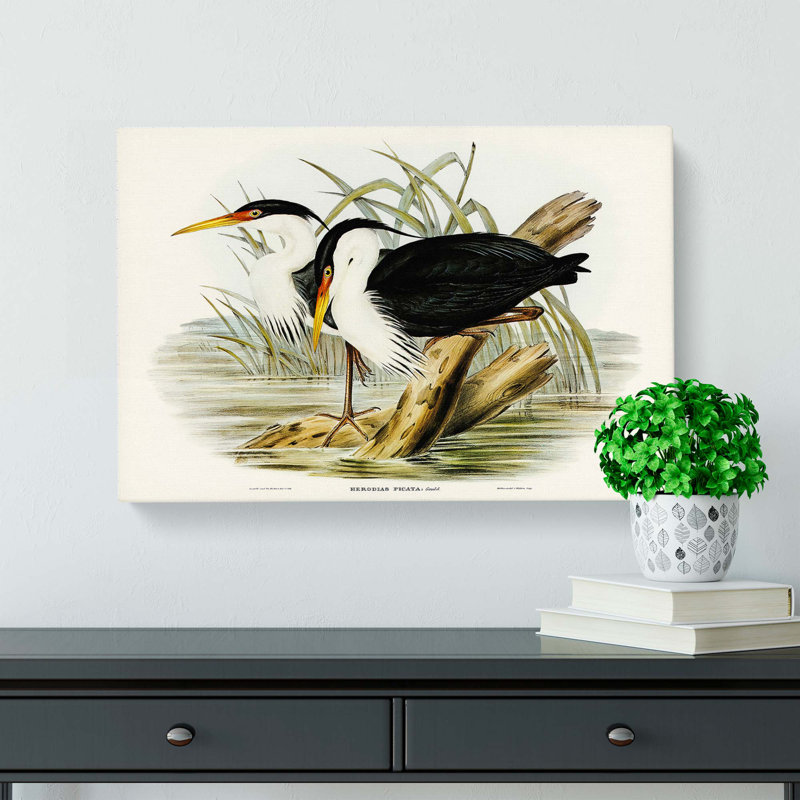 Pied Egrets by Elizabeth Gould - Wrapped Canvas, 40cm H x 60cm W x 3cm D