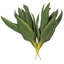 11.5 Plante