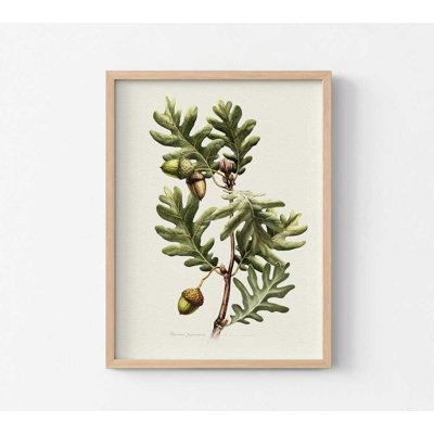 Botanical Wall Art Print: Pyrenean Oak