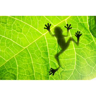 Frog Shadow On The Leaf by Patryk_Kosmider - Wrapped Canvas Print